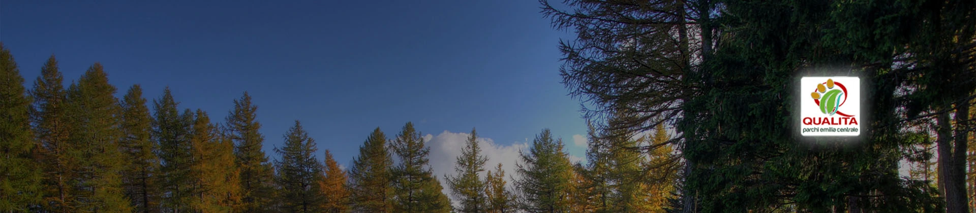 cms-banner-1.jpg